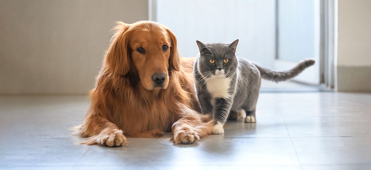 All Pets Veterinary Hospital All Pets Veterinary Hospital