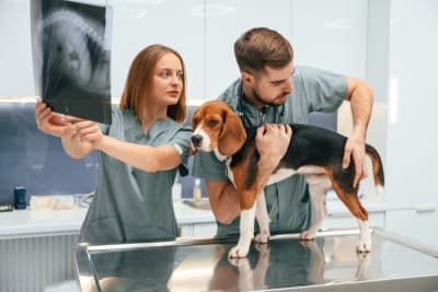 Diagnostic Imaging for Dogs & Cats Diagnostic Imaging for Dogs & Cats