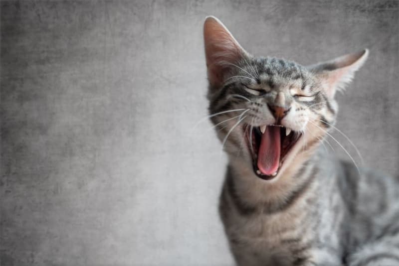 Cat Tooth Extractions: What to Expect & What to Watch For Cat Tooth Extractions: What to Expect & What to Watch For