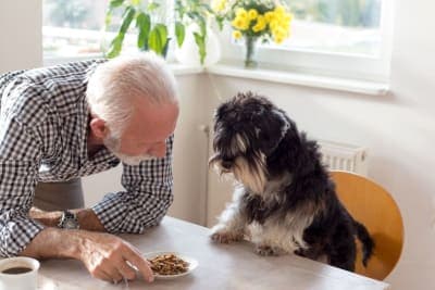 What are the best foods for senior dogs? What are the best foods for senior dogs?