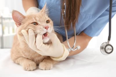 Common Dental Problems in Cats Common Dental Problems in Cats