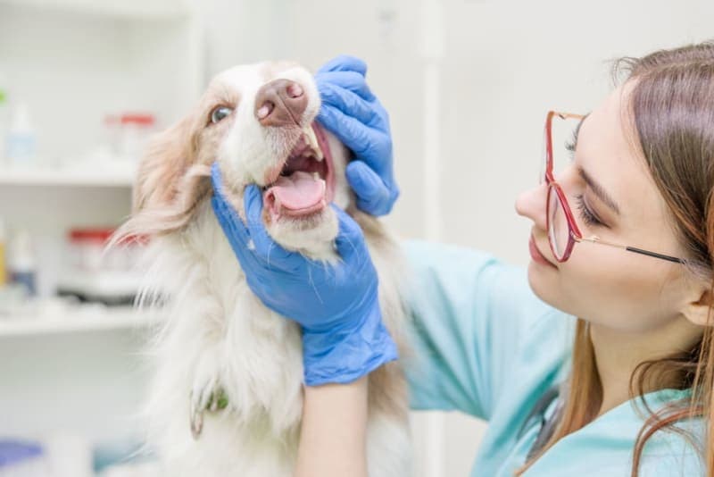 Signs Your Dog Needs Dental Cleaning Signs Your Dog Needs Dental Cleaning