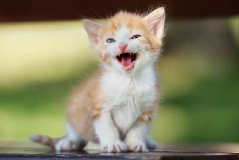 Kitten Teething Kitten Teething