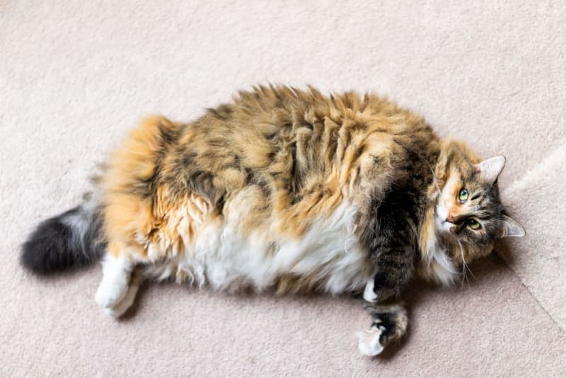 Is Your Cat Overweight? Signs, Symptoms & What to Do Is Your Cat Overweight? Signs, Symptoms & What to Do