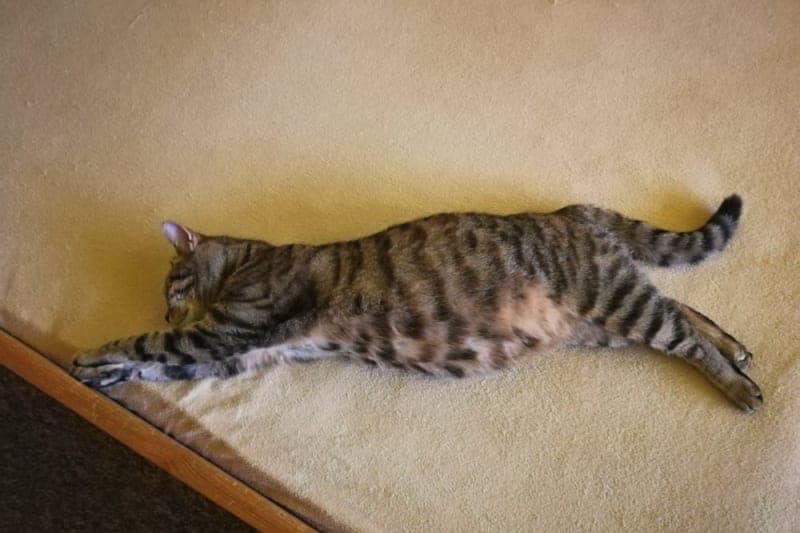 How long can you leave a cat home alone? How long can you leave a cat home alone?