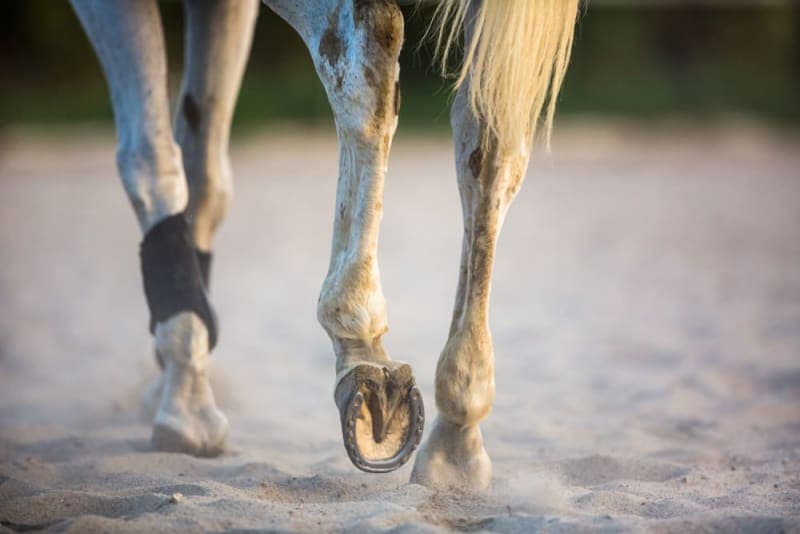 Heel Pain in Horses Heel Pain in Horses