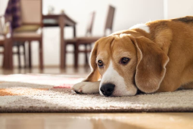 Dogs & Parvovirus: What You Need to Know Dogs & Parvovirus: What You Need to Know