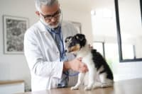 Making the Most of Your Pet's Routine Exam: What to Ask Your Vet Making the Most of Your Pet's Routine Exam: What to Ask Your Vet