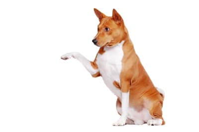 How To Spot The Signs of Joint Pain in Dogs How To Spot The Signs of Joint Pain in Dogs