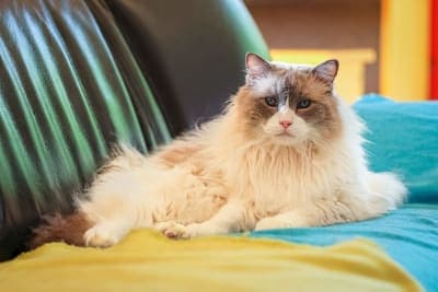 Help! Should I take my cat to the vet for limping? Help! Should I take my cat to the vet for limping?