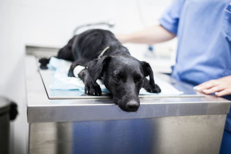 Fever in Dogs: Causes, Symptoms and Care Fever in Dogs: Causes, Symptoms and Care