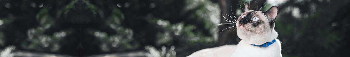 Barton Heights Veterinary Hospital Barton Heights Veterinary Hospital