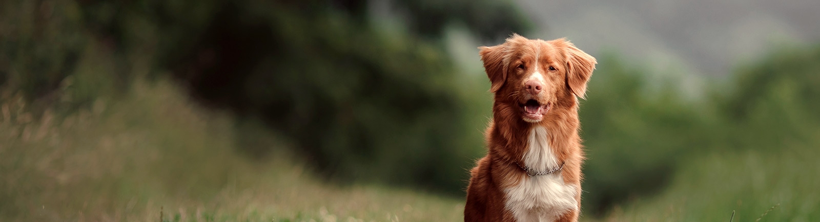 thomasville-veterinary-hospital-banner-3 thomasville-veterinary-hospital-banner-3