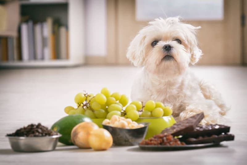 Toxic Dog Food List Toxic Dog Food List