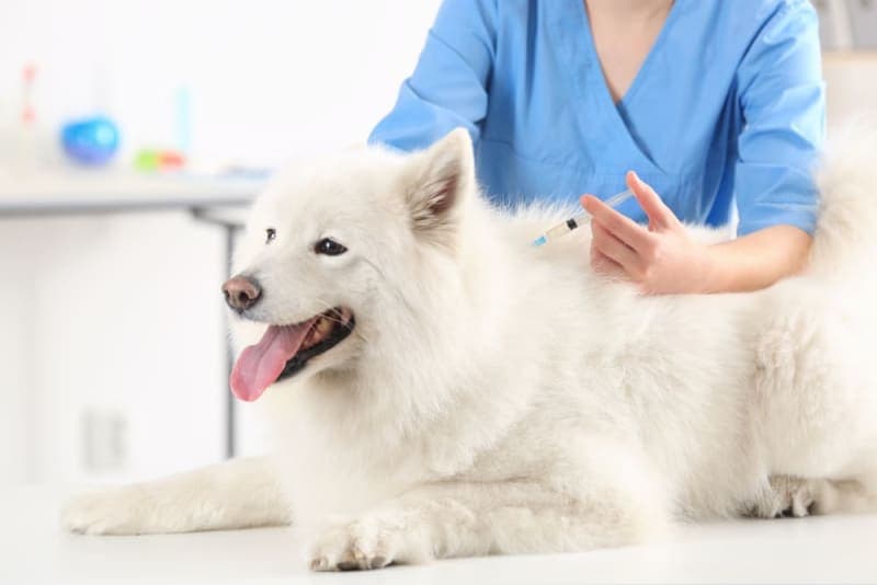 Vaccine Reactions in Dogs: Everything You Should Know Vaccine Reactions in Dogs: Everything You Should Know