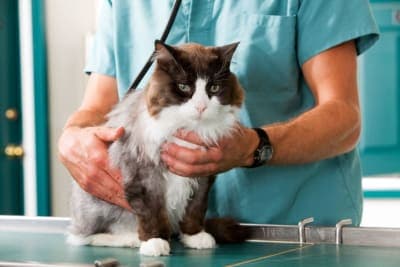 How Often Do You Take a Cat to the Vet? How Often Do You Take a Cat to the Vet?