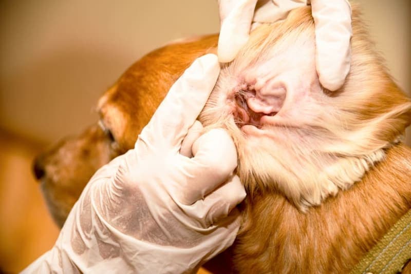 Dog Ear Bleeding: Causes & Treatment Dog Ear Bleeding: Causes & Treatment