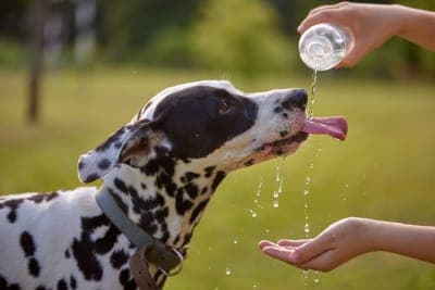 How Long Can a Dog Go Without Water? How Long Can a Dog Go Without Water?