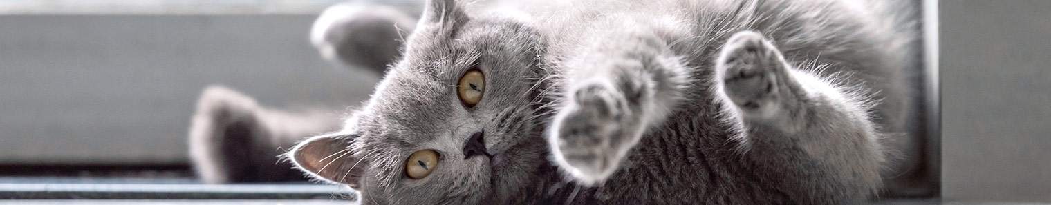 Companion Animal Hospital Companion Animal Hospital