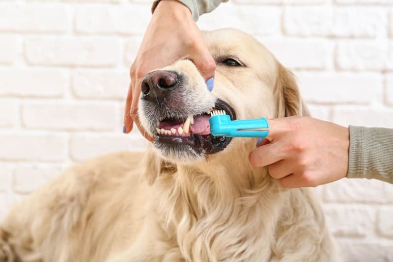 Cavity in Dogs: Causes, Symptoms & Treatment Cavity in Dogs: Causes, Symptoms & Treatment