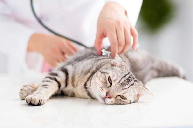 How to Tell If Your Cat Is Sick: Signs & Symptoms How to Tell If Your Cat Is Sick: Signs & Symptoms