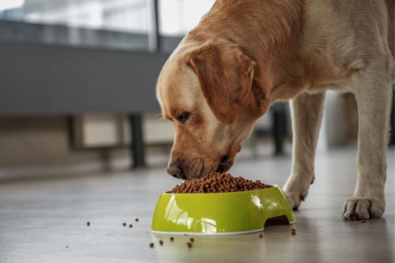 Help! My dog eats everything! Help! My dog eats everything!