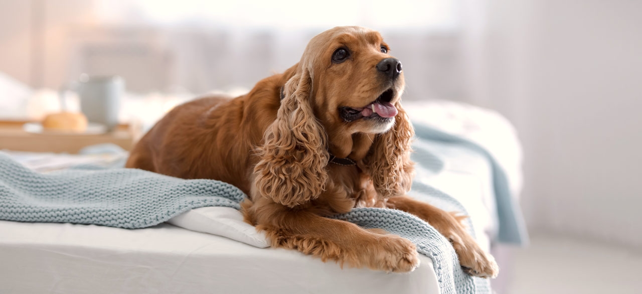 Welcome to New England Veterinary Center & Cancer Welcome to New England Veterinary Center & Cancer