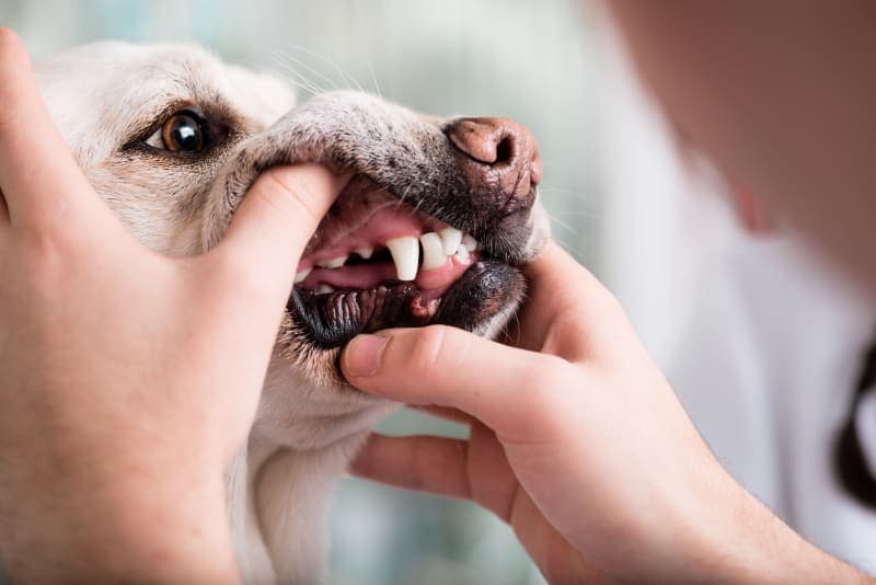 Dog Dental Care - How to Take Care of Your Dog's Teeth Dog Dental Care - How to Take Care of Your Dog's Teeth