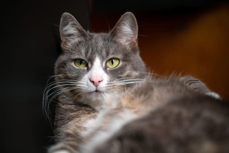 Is Your Cat Overweight? Signs, Symptoms & What to Do Is Your Cat Overweight? Signs, Symptoms & What to Do