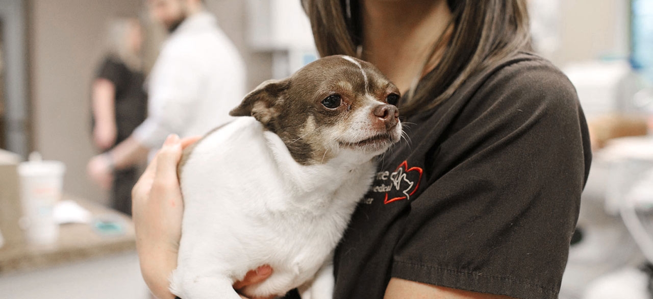 Fayette Veterinary Medical Center Fayette Veterinary Medical Center