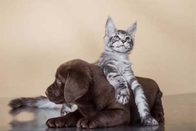 Puppy & Kitten: Are They a Good Match? Puppy & Kitten: Are They a Good Match?