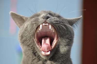 Cat Dental Care Tips & Advice Cat Dental Care Tips & Advice