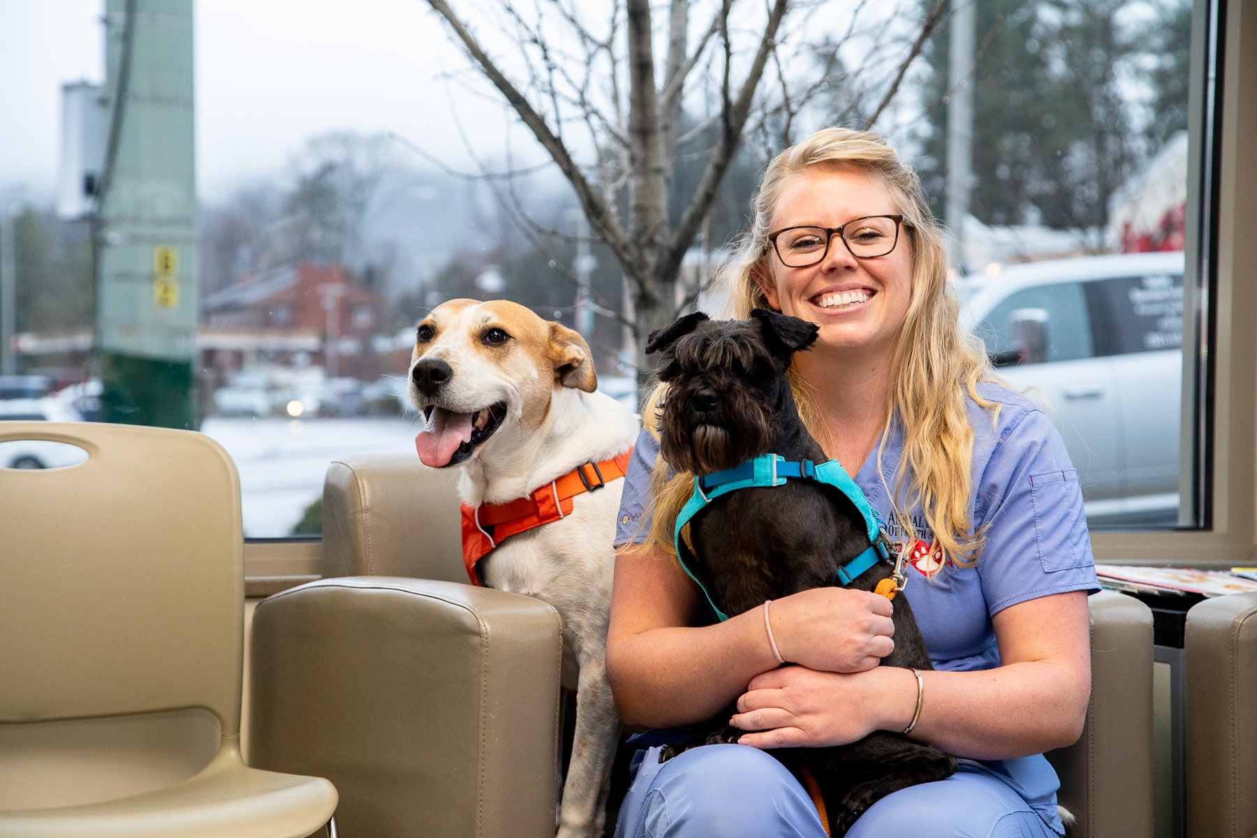 2 dog image 2 dog image