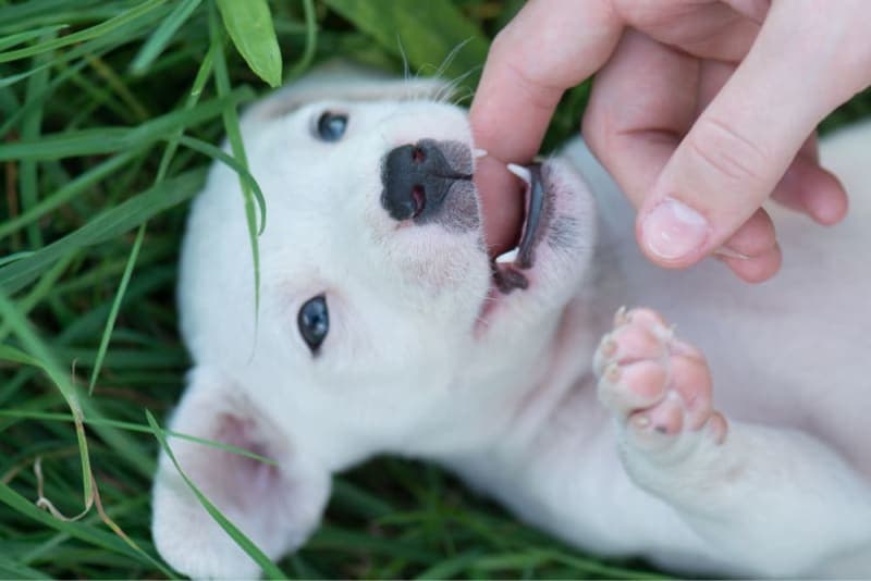Teething Puppies: Tips & Tricks Teething Puppies: Tips & Tricks