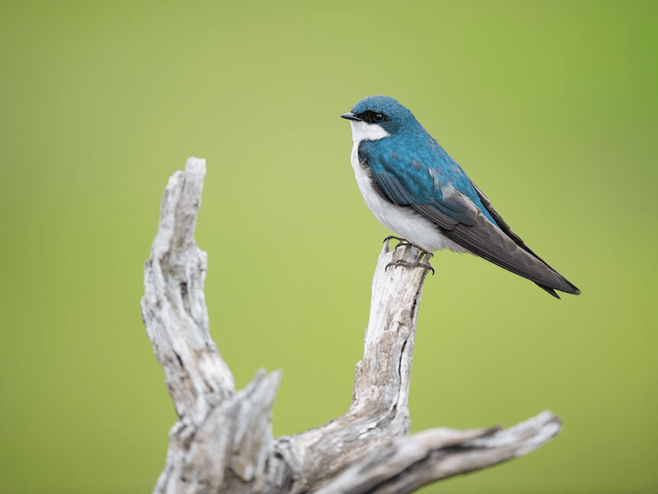 Bird perched on tree Bird perched on tree