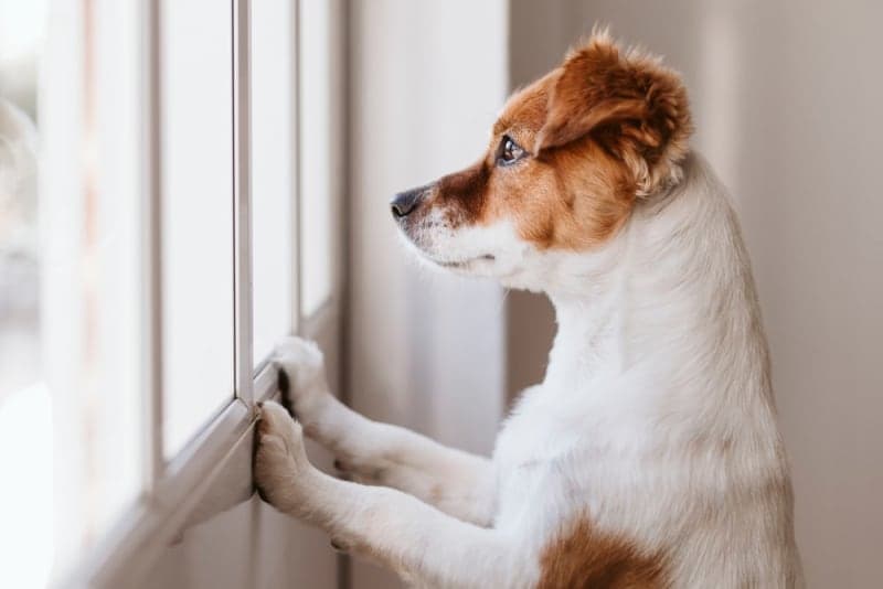 Leaving a Puppy Alone at Home for the First Time: How to Prepare Leaving a Puppy Alone at Home for the First Time: How to Prepare