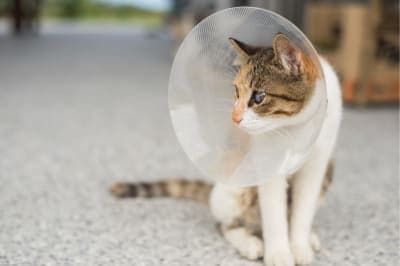How long does spaying take? How long does spaying take?