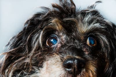 Your Guide to Cataract Surgery for Dogs Your Guide to Cataract Surgery for Dogs