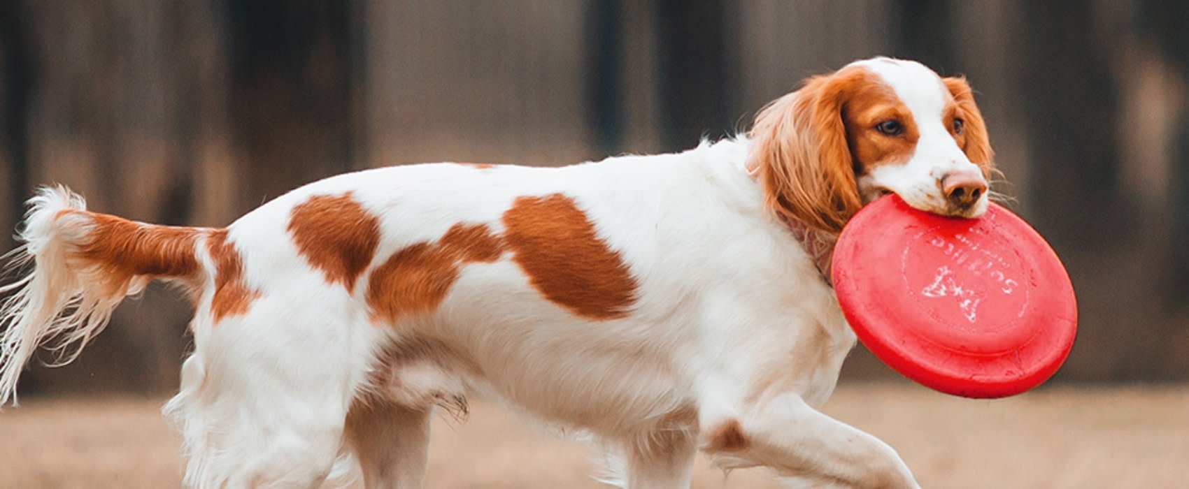 Shoreland Animal Hospital Hero Image Shoreland Animal Hospital Hero Image