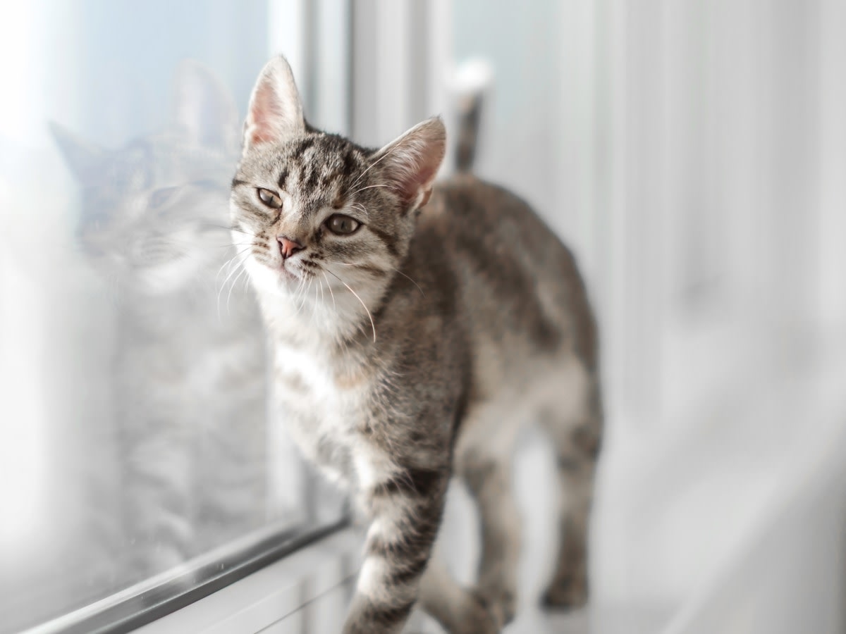 Summerville Animal Hospital Hero Image Summerville Animal Hospital Hero Image