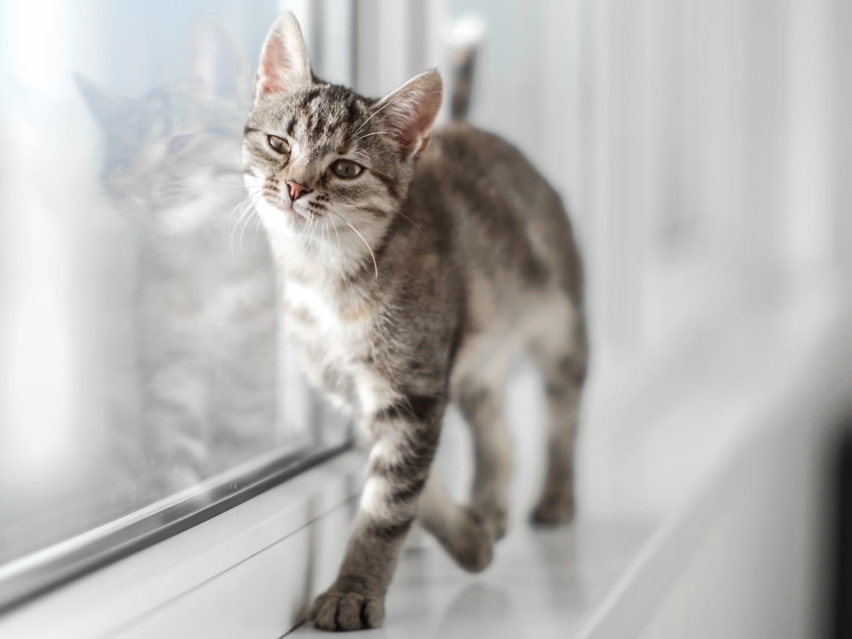 Jefferson Animal Hospital Hero Image Jefferson Animal Hospital Hero Image