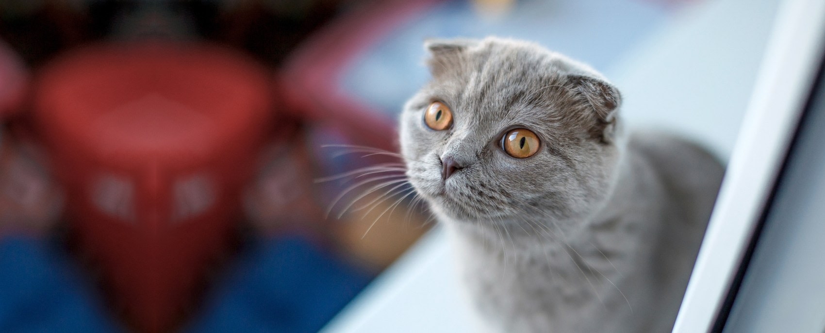 Whitesburg Animal Hospital Hero Image Whitesburg Animal Hospital Hero Image