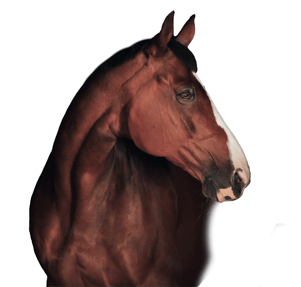 Hagyard Equine Medical Institute Hero Image Hagyard Equine Medical Institute Hero Image