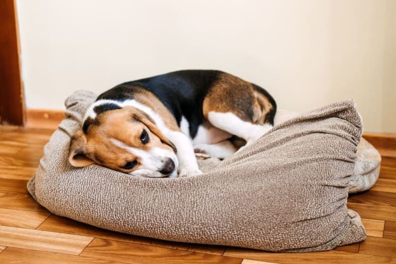 Hookworm in Dogs: Signs, Treatment & Prevention Hookworm in Dogs: Signs, Treatment & Prevention