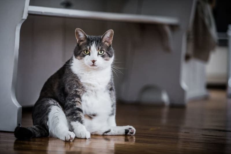 Is Your Cat Overweight? Signs, Symptoms & What to Do Is Your Cat Overweight? Signs, Symptoms & What to Do
